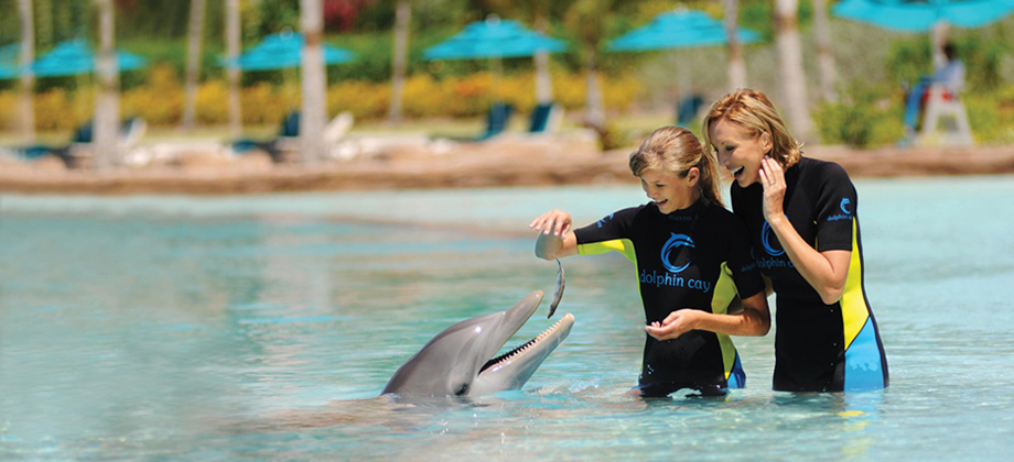 DolphinCay Trainer Feeding